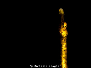 Bent-stick pipefish portrait, sidelit with single strobe,... by Michael Gallagher 